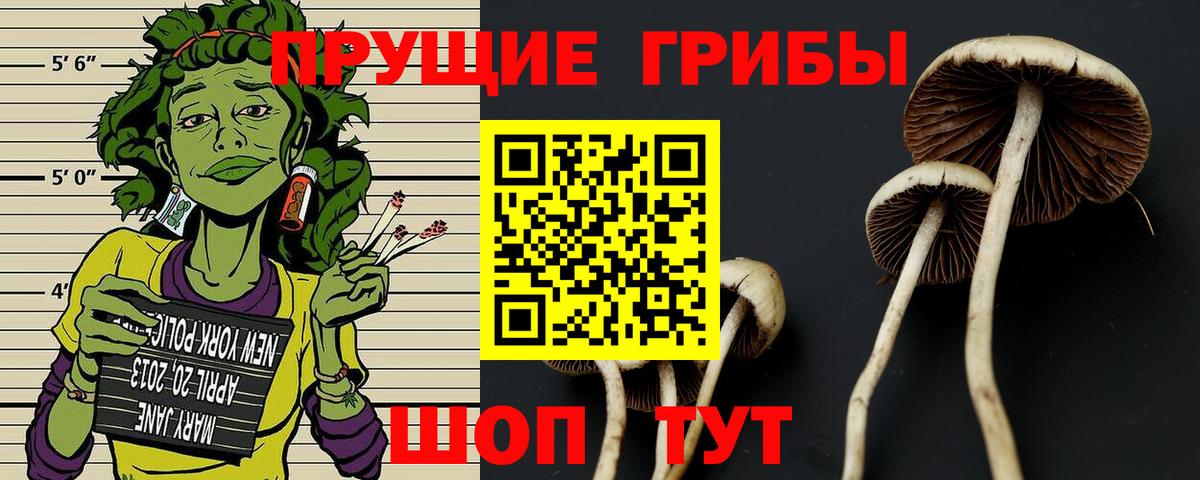 Чита  Псилоцибиновые грибы Psilocybine cubensis  Вход с VPN 